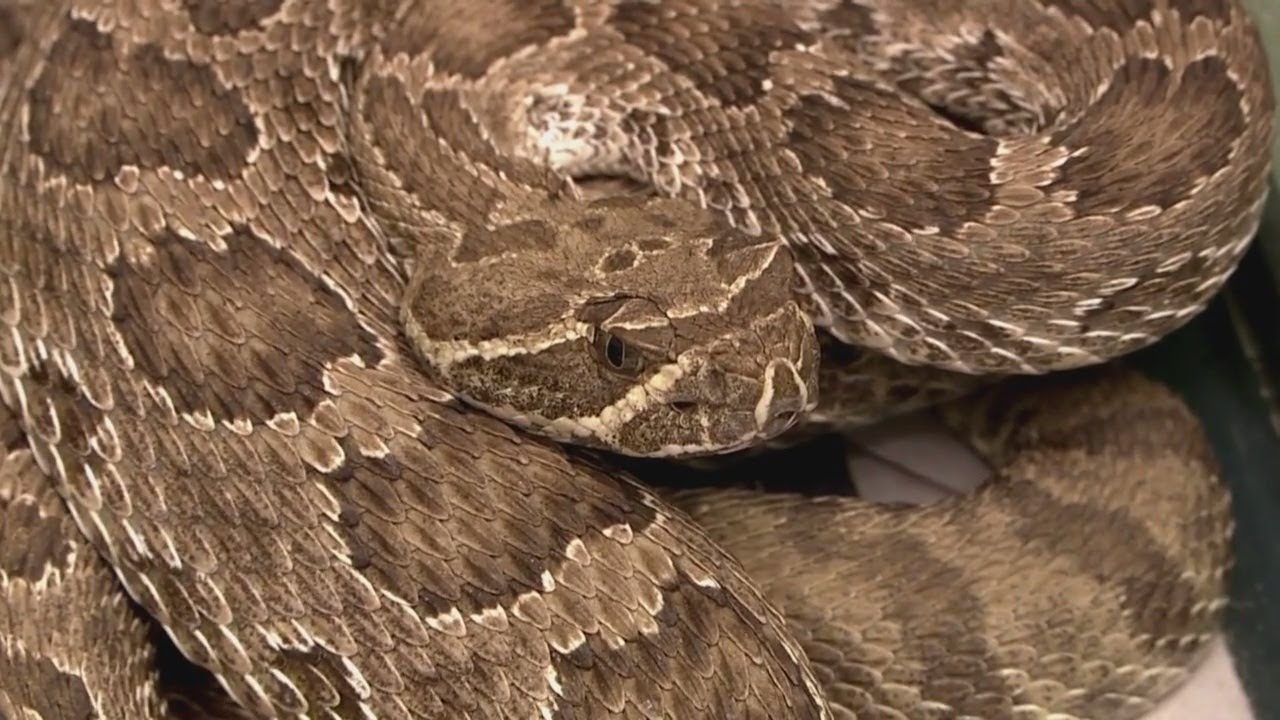 Colorado Scientists Say Research Suggests Snake Venom Could Cure Cancer