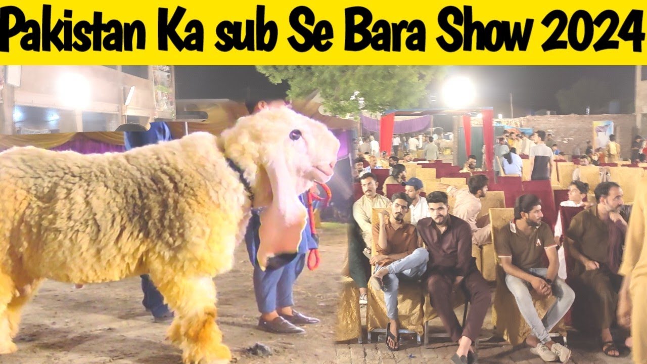 Pakistan Ka sub Se Bara kajla Aur Bakra Show 2024 - Heavy weight kajlay Aur Bakre👌