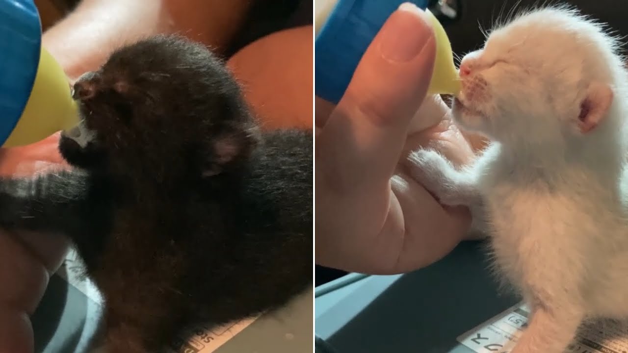 保護したばかりの赤ちゃん猫と4時間半かけて帰ってきた