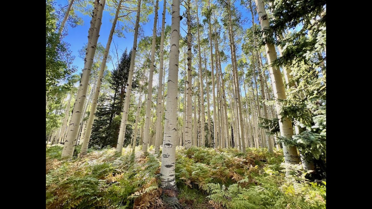 Arizona Aspen Forest, Ponderosa Pine Savanna