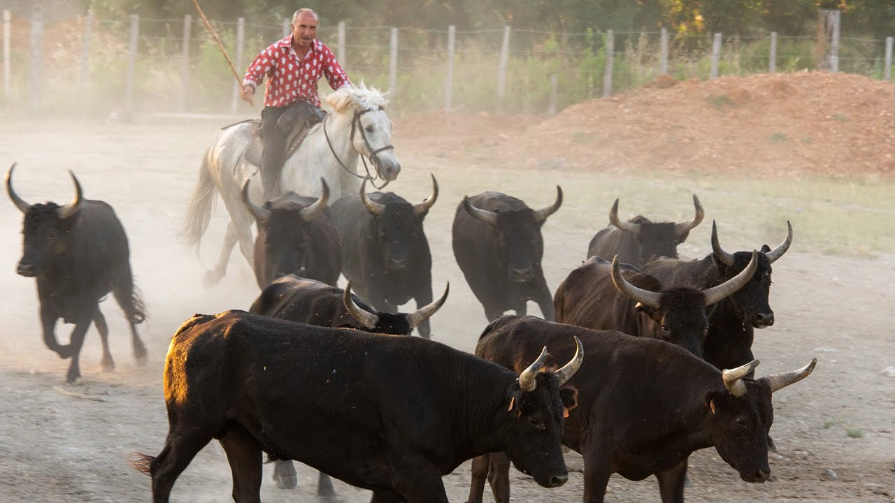 Chapter 4-Camargue Bulls