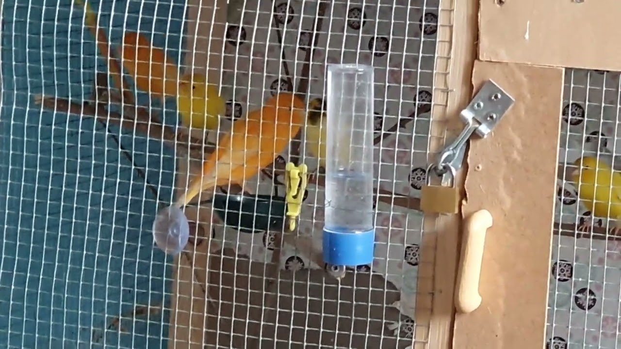 Kanarienvogel قناری 