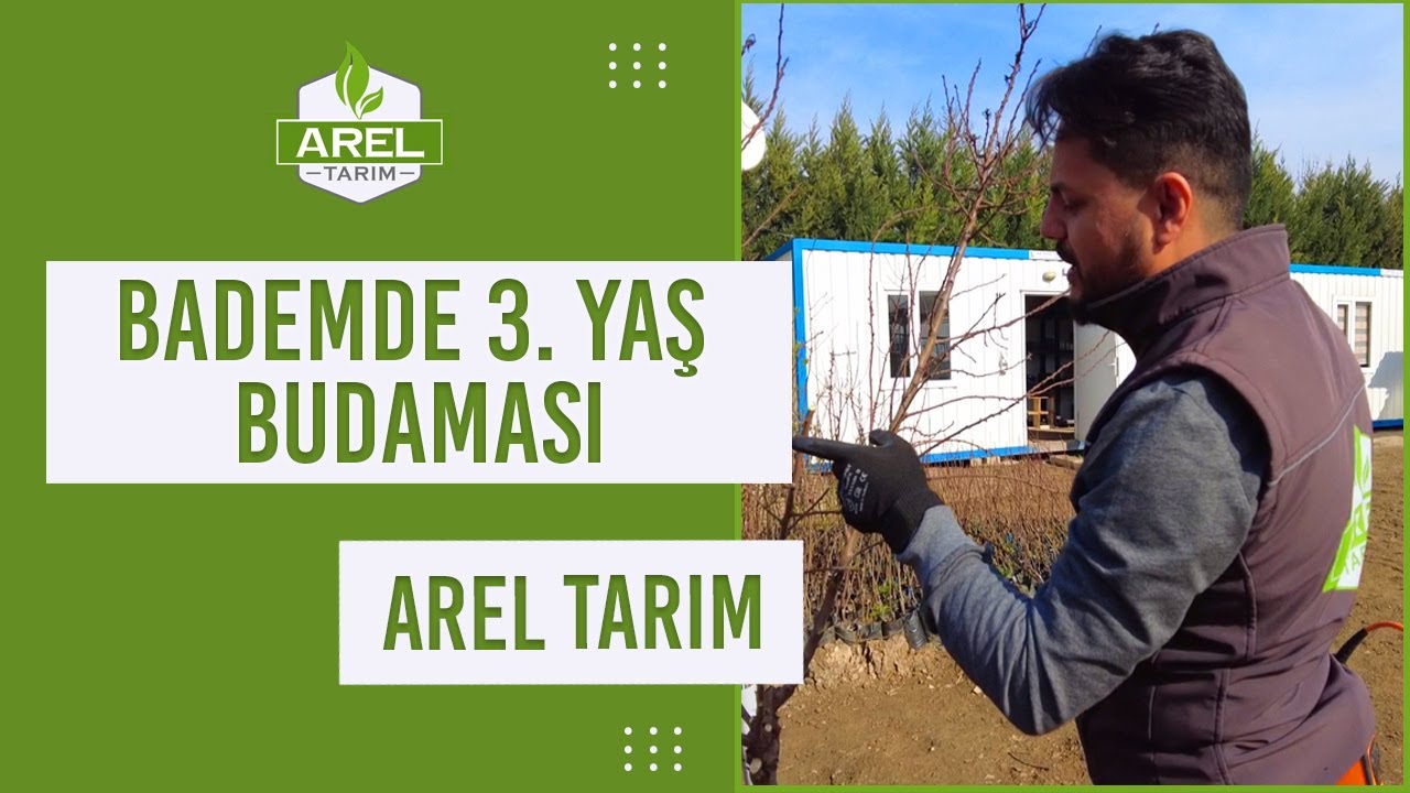 BADEM DE 3.YAŞ HEM ŞEKİL HEM VERİM BUDAMASI NASIL OLMALI ?