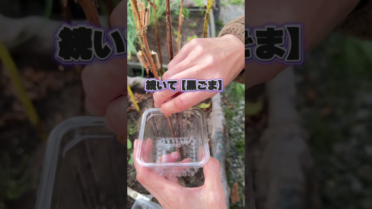 胡麻がいっぱい【畑のない菜園ちゃんねる】 #家庭菜園 #種から #種まき #農業 #種 #収穫 #gardening #種取り #ごま #胡麻 #ゴマ