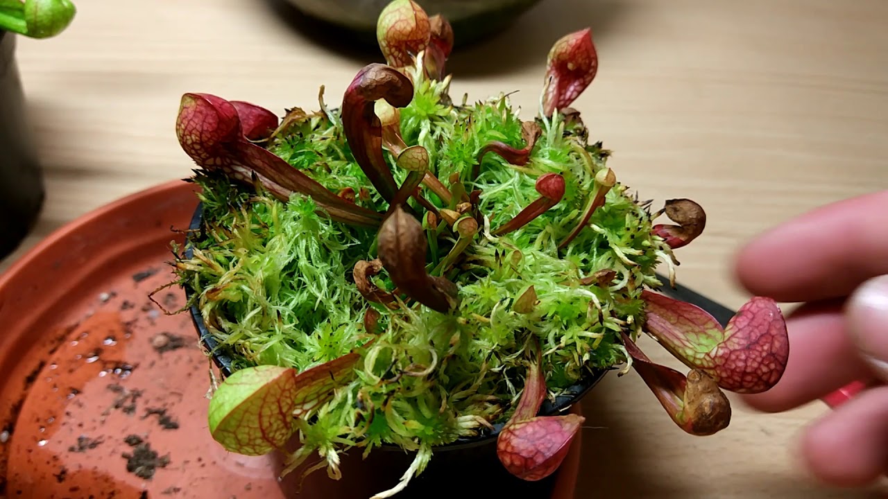 Karnivoren TALK | Alles wichtige über die Sarracenia psittacina | Planticore