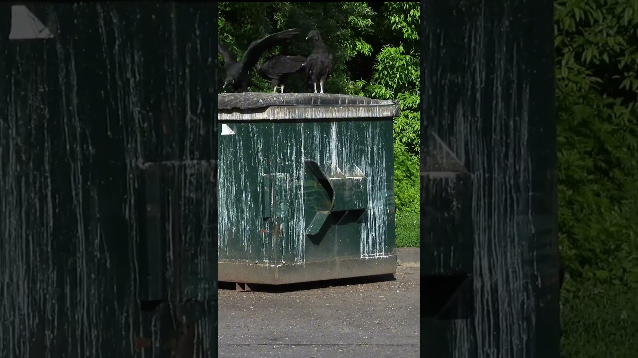 Large Committee of Vulture #shorts #birds #nature