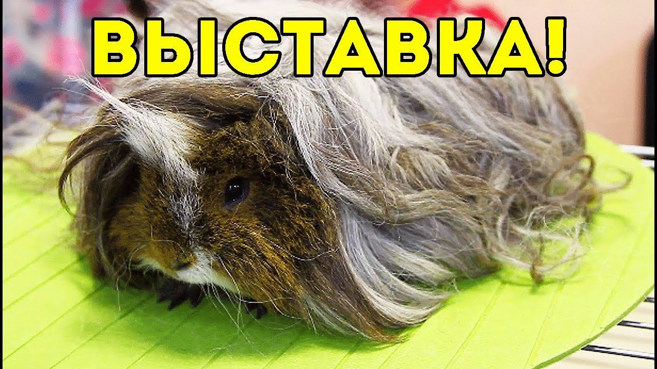 ВЫСТАВКА МОРСКИХ СВИНОК. Как это было / SvinkiShow