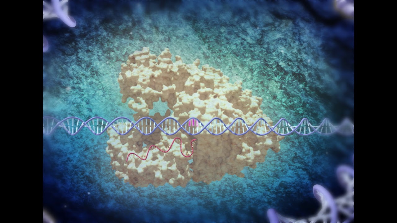 CRISPR -Cpf1 mechanism