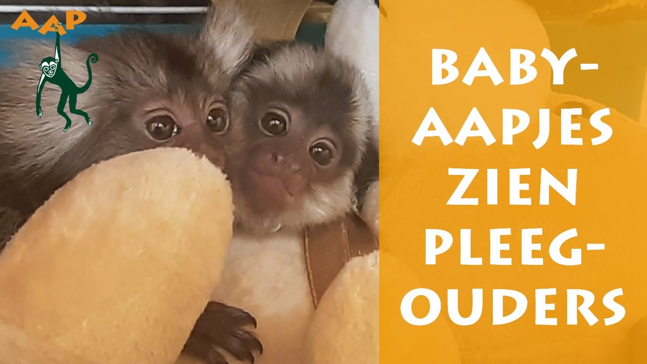 Babyaapjes zonder moeder maken kennis met pleegouders - Stichting AAP