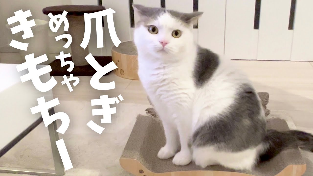 新しい爪とぎでケツドラムする猫