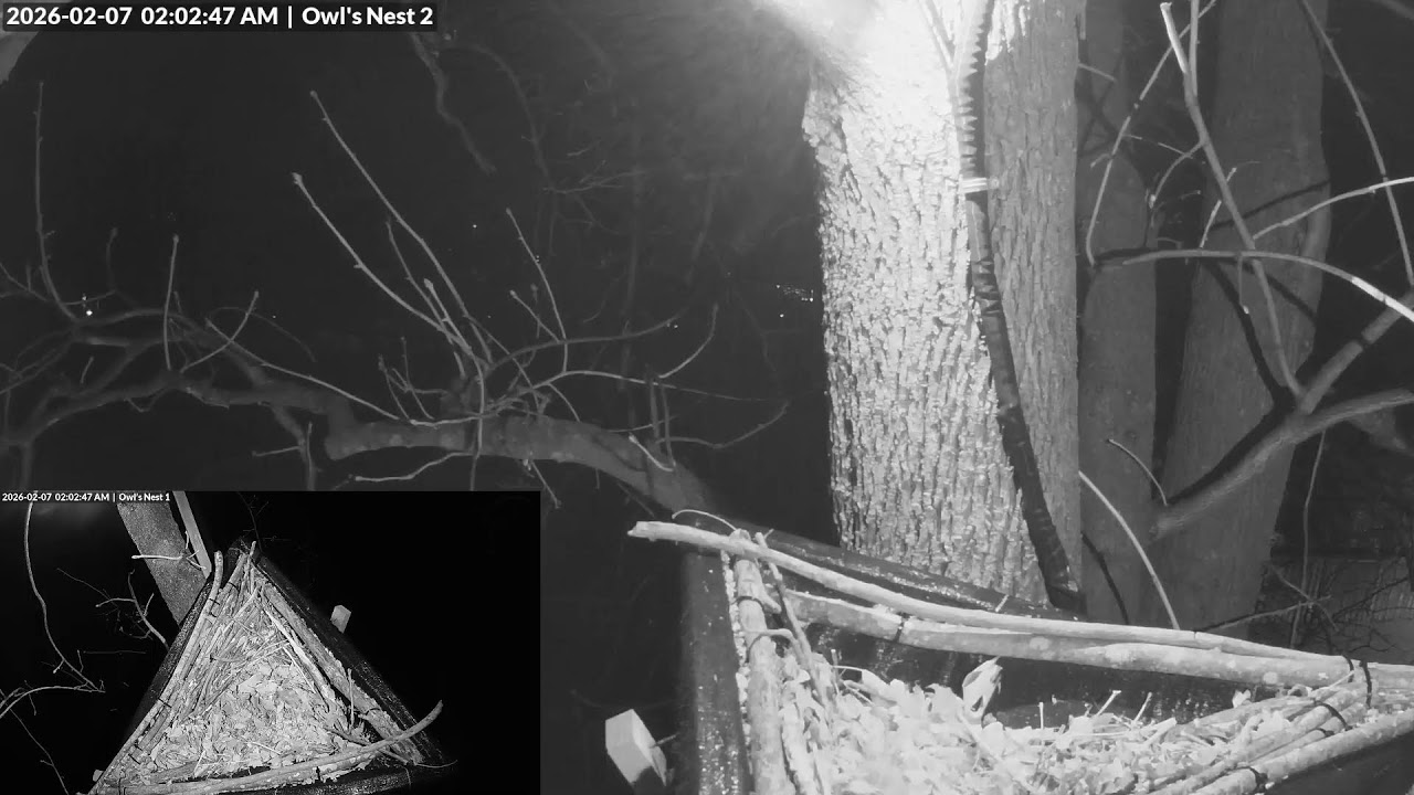GreatHornedOwls -Feb 6, 2026