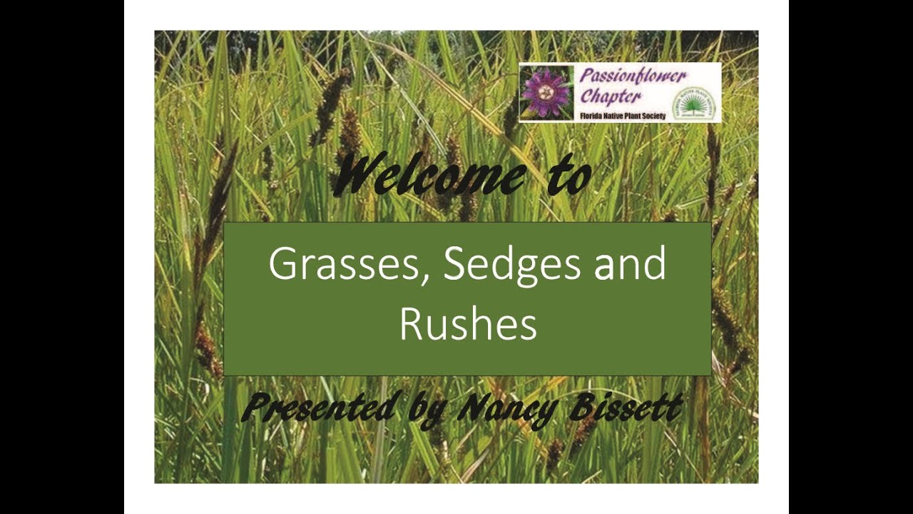 Grasses, Sedges and Rushes