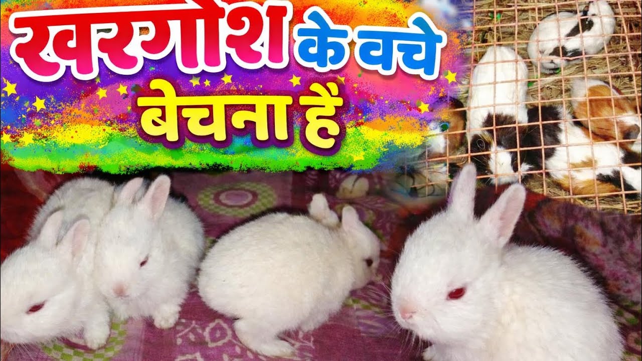  खरगोश क बच्चा सेल के लिए