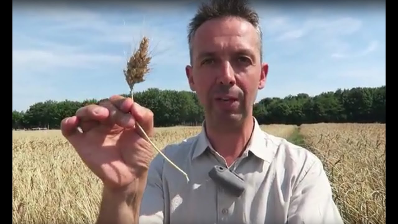 Une variété de blé révolutionnaire...