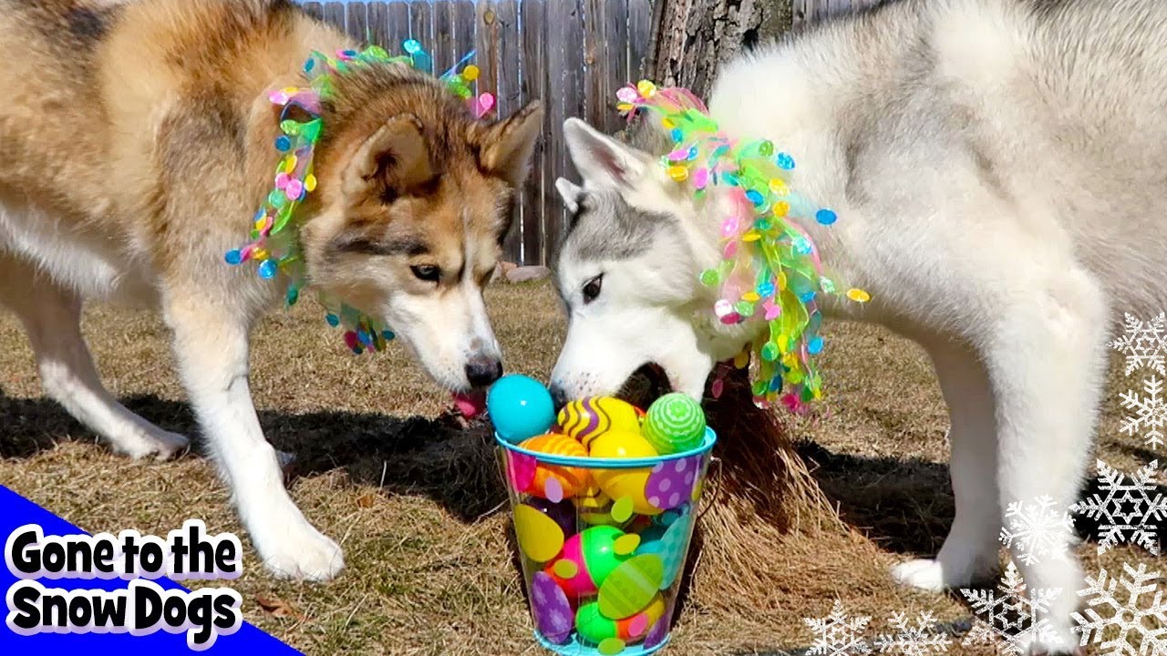 Dog Easter Egg Hunt | Husky Hunting for Easter Eggs