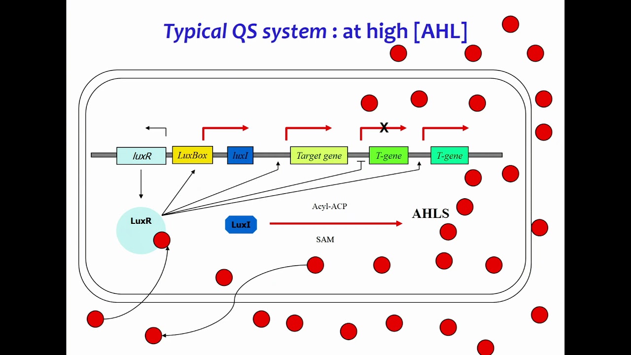 Introductory lecture - Quorum Sensing in Plant-Associated Bacteria