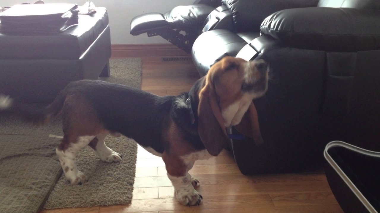 Copper the basset hound learns to howl to the French horn