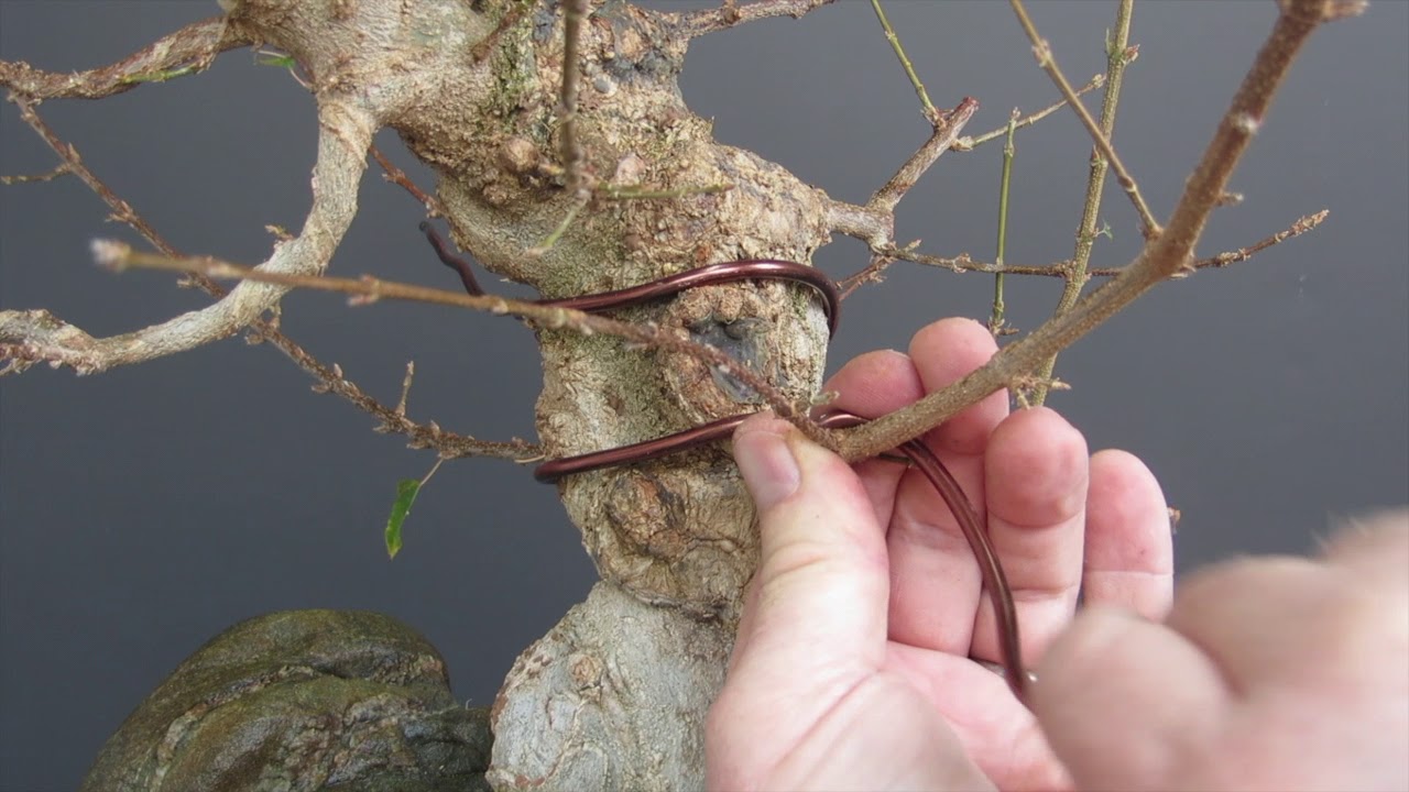 Wire tip #4 Lowering a branch; wire from above. Lifting a branch; wire from below.