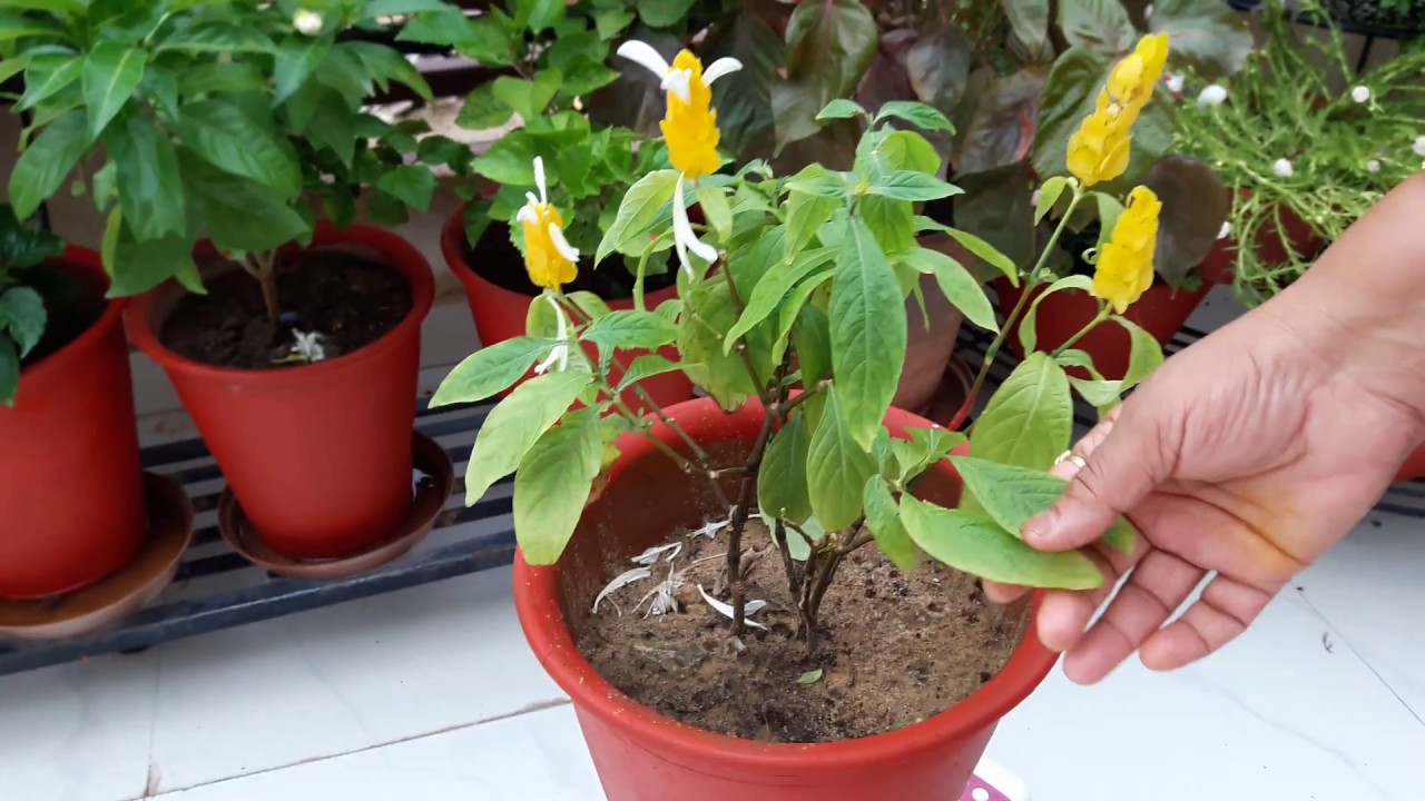 Beautiful Flowering Plant - Lollipop Plant || Care of Lollipop Plant || How to Grow an Care Lollipop