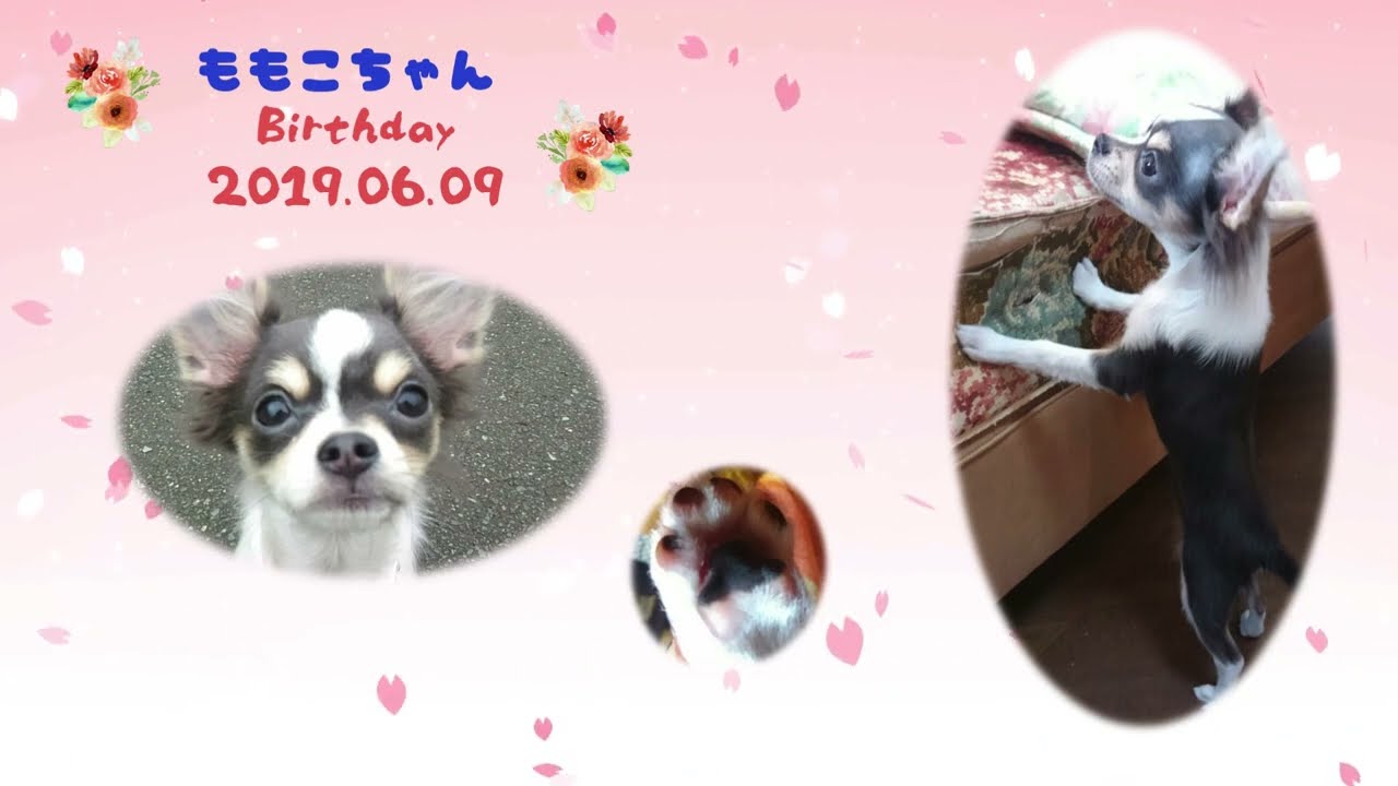 Small Days with Momo　ももちゃんとのいつもの日々を音と映像でまとめました。