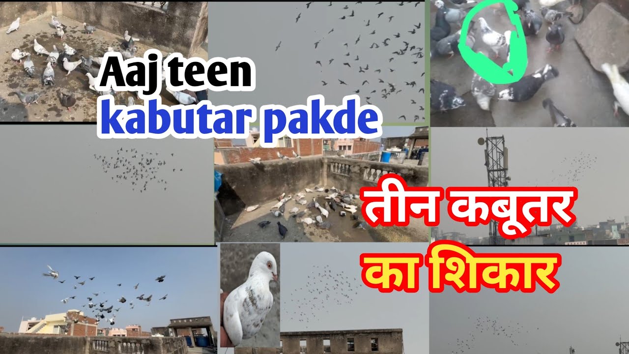 Aaj teen kabutar pakde ll तीन कबूतर का शिकार ll गोला कबूतर की लड़ाईया में
