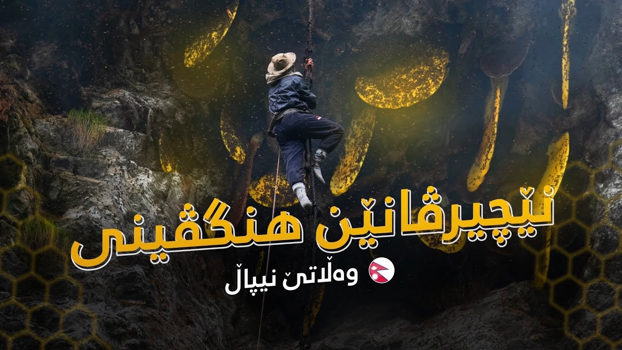 Nepal: Honey hunters - نیپال: نێچیرڤانێن هنگڤینی 🇳🇵