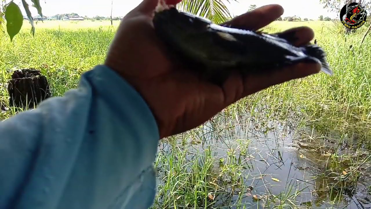 Pantas saja tempat ini banyak didatangi pemancing , ikan Betoknya gendut-gendut😀