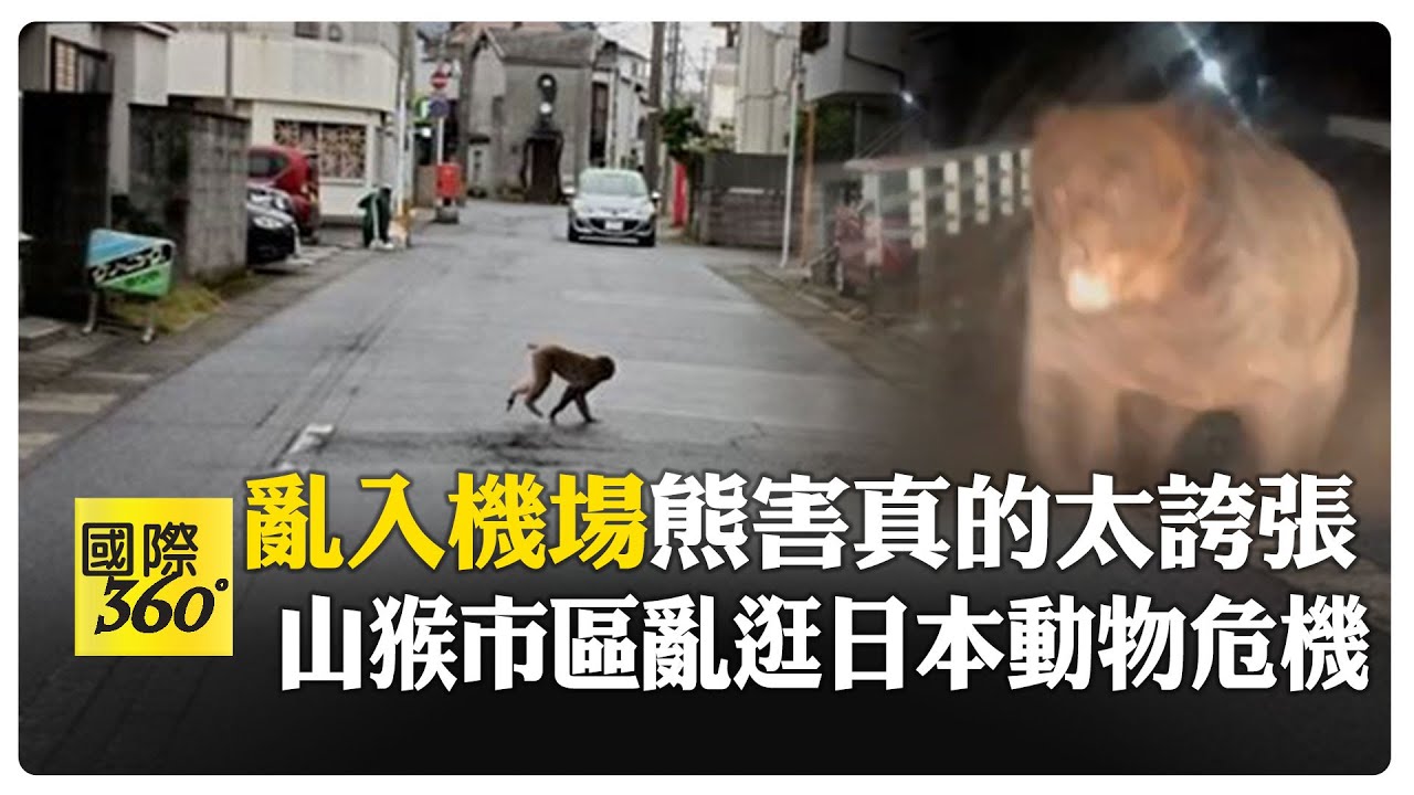 幼熊獨闖日本機場超迷茫 緊急關閉跑道 猴子也來逛大街!動物總動員?  【國際360】20251113@全球大視野Global_Vision