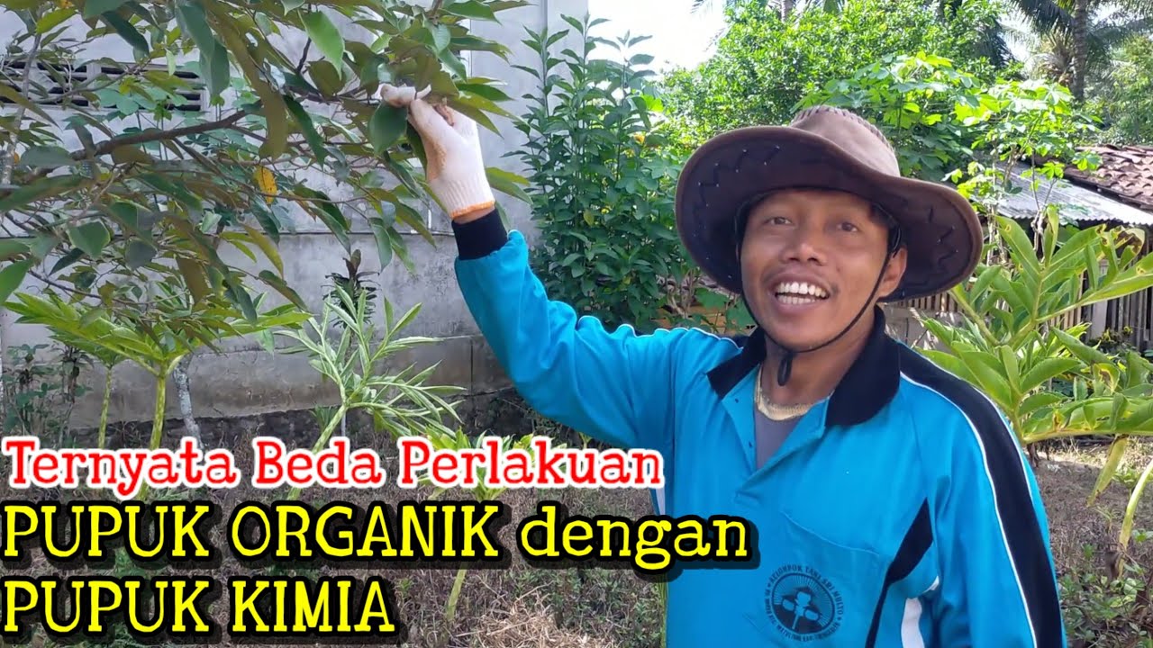 Merawat kebun durian premium bersama  Mat Tukul