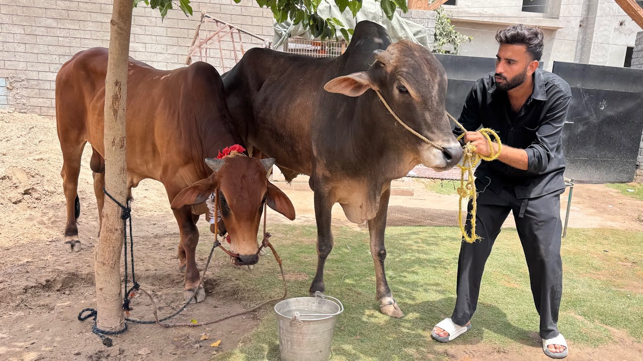 Akhir Hmara Qurbani ka Janwer Mini Zoo Main Agea😍