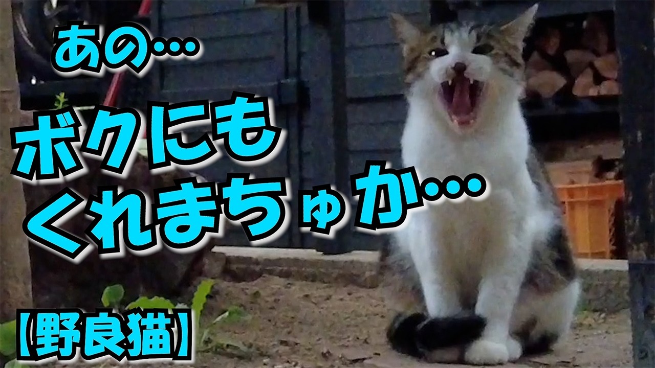 【野良猫】欲しいけど人間怖い…にゃ　#12