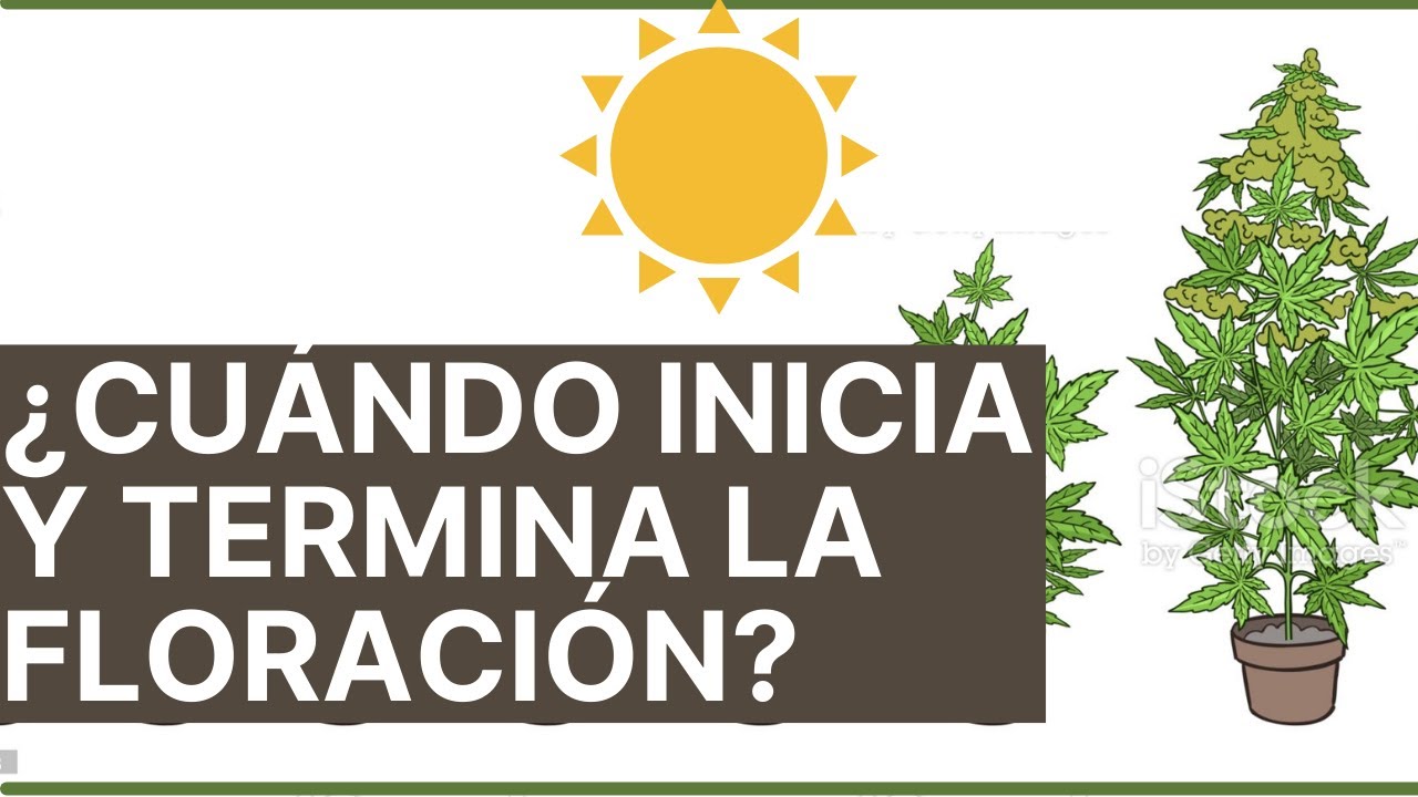 &iquest;Cuando comienza y termina la fase de floracion de la marihuana? - Autocultivo cannabis.