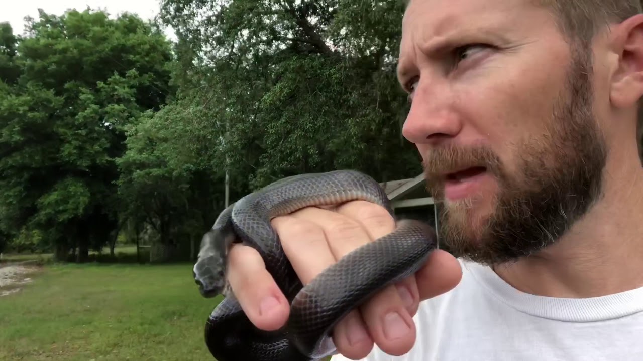 House snakes aka poor mans Mexican black kingsnake