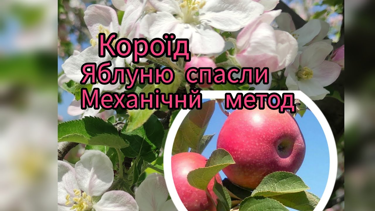 Короед, лечим яблоню.