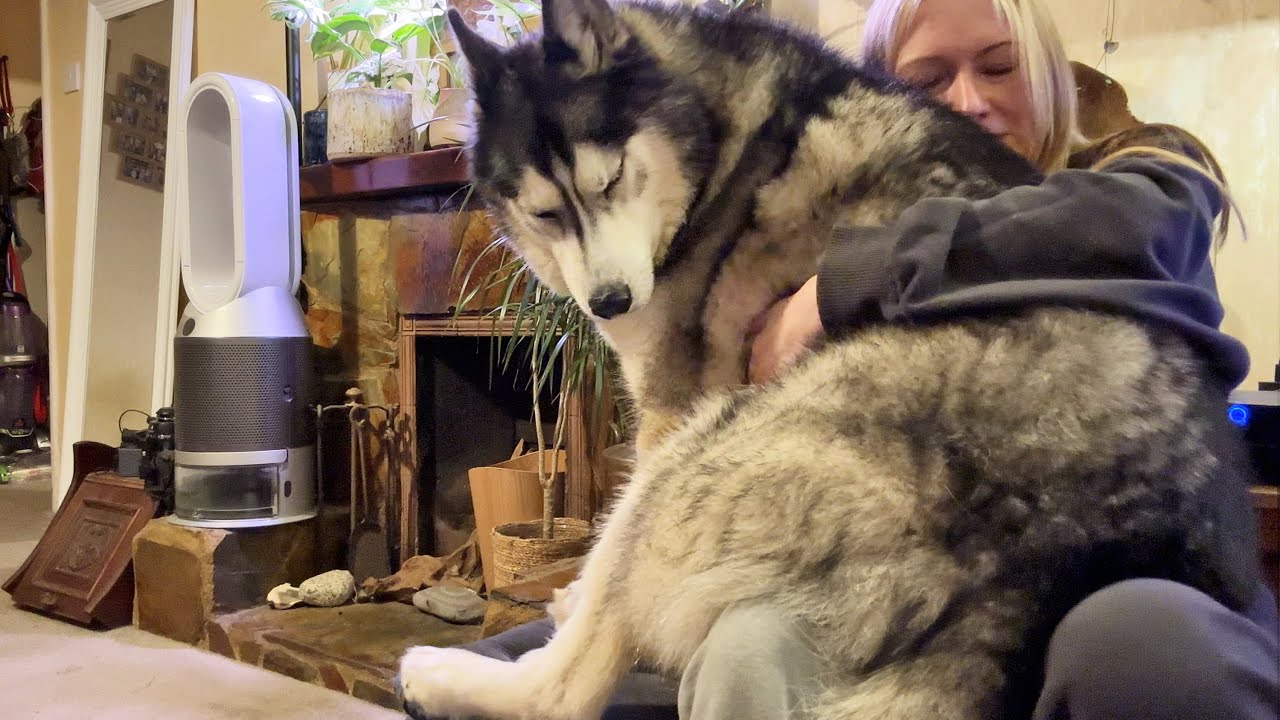 Husky Gets Cutest Revenge When I Stole His Seat!