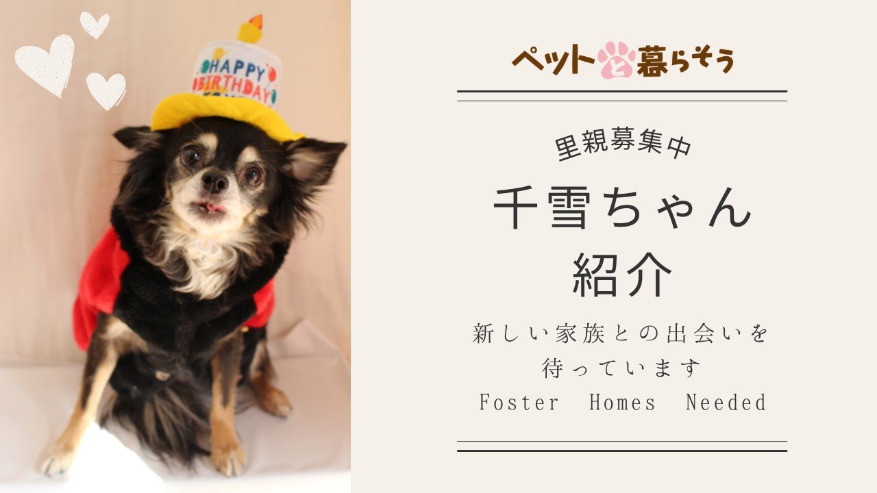 保護犬・千雪ちゃん（ロングコートチワワ/推定5才/女の子）