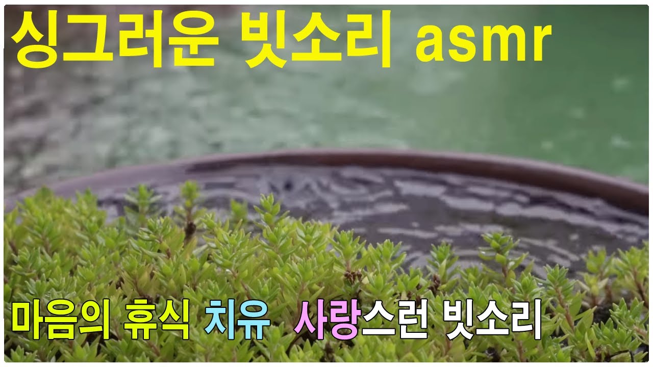 마음의 치유 휴식을 가져다 주는 싱그러운 빗소리 asmr 🌿 Gentle Rain on Sedum (Nature sounds for Sleep)