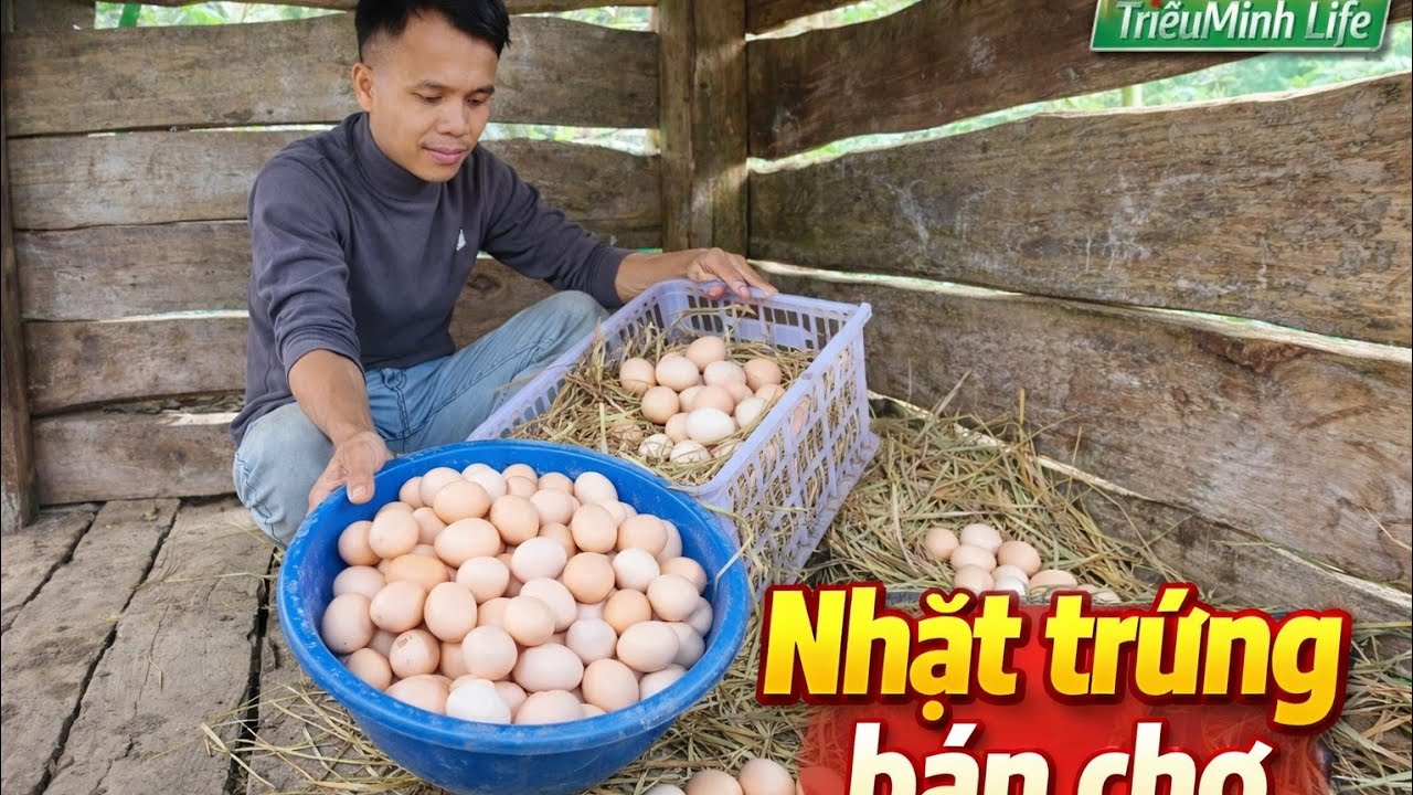 Первые яйца из нашего каменного дома