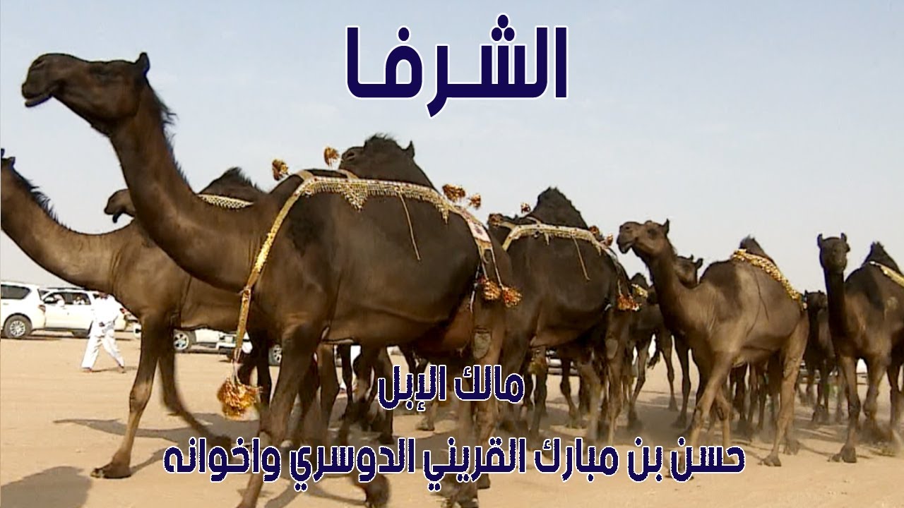 مسيرة منقية الشرفا | مالك الإبل / حسن بن مبارك القريني الدوسري واخوانه (2016 م )