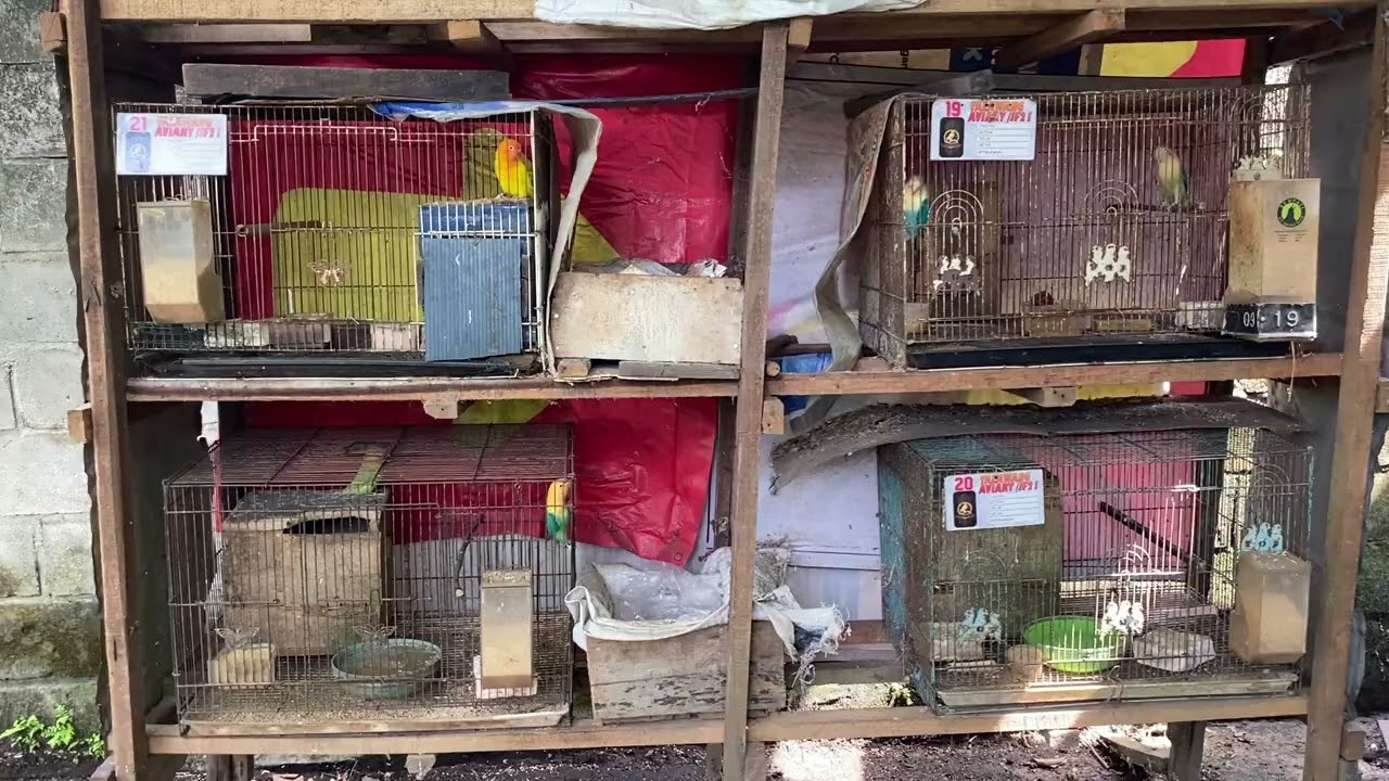Masih semangat ternak burung lovebird