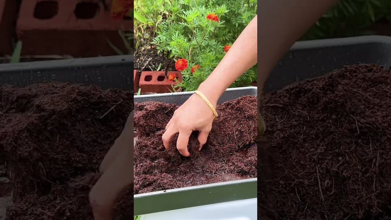 Coco peat for Fast seed germination
