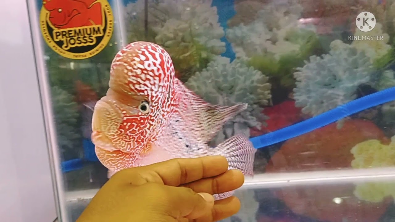 KPLS CUP 2, berkumpulnya ikan sultan, nominasi all kategori