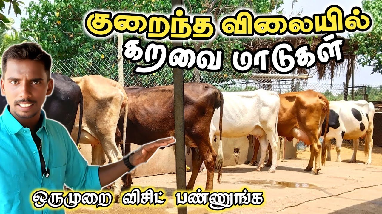 குறைந்த விலையில் தரமான மாடுகள் / விலை விசாரிச்சுட்டு வாங்க