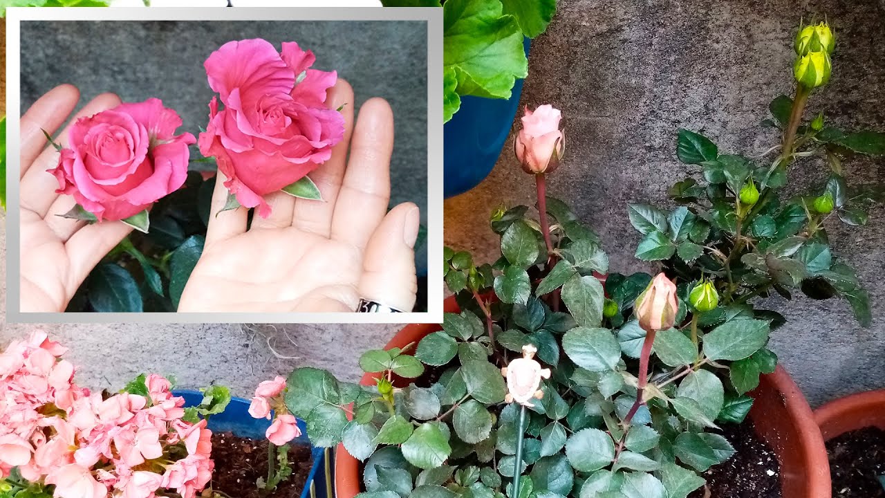 Cómo Cultivar Rosas todo el Año