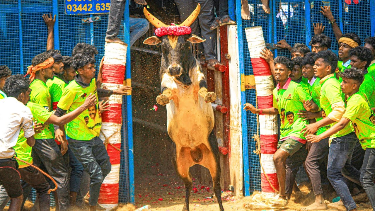 Kallakudi Jallikattu 2026 Videos 06 | கல்லக்குடி ஜல்லிக்கட்டு 2026 Videos 06