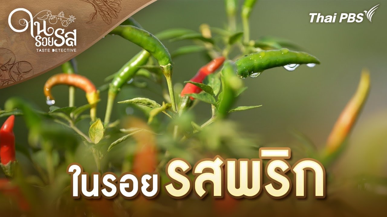 ในรอยรสพริก | ในรอยรส Taste Detective