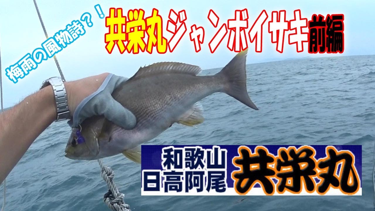 共栄丸ジャンボイサキ前編！和歌山県日高阿尾・梅雨時期の風物詩！梅雨イサキ爆釣！