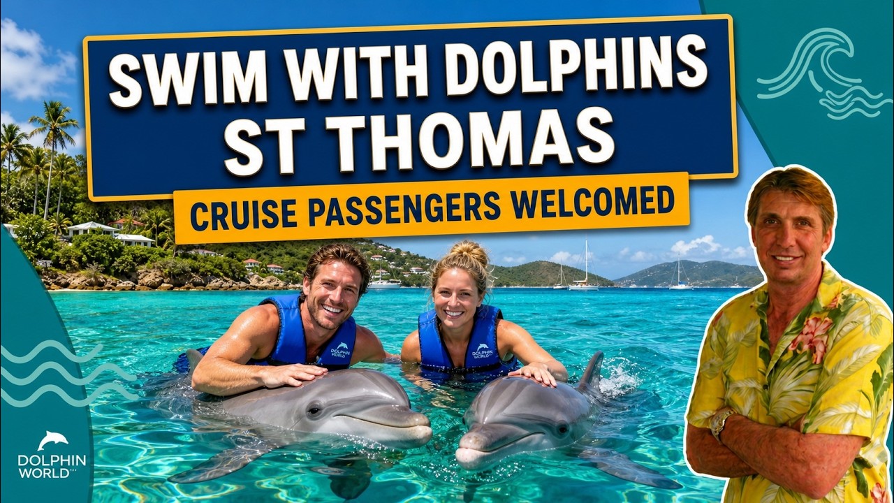 Swim with Dolphins in St Thomas US Virgin Islands