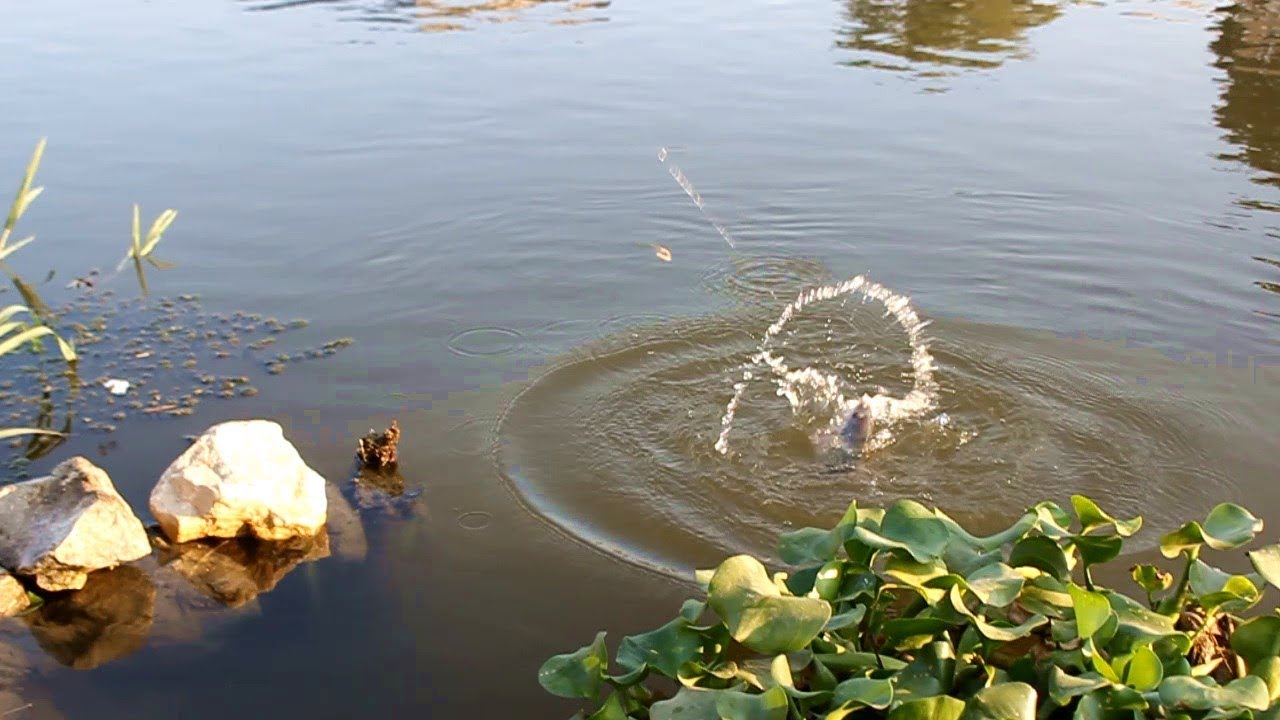 هو دة شغل الصح على المرايا و اديلو fishing tilapia