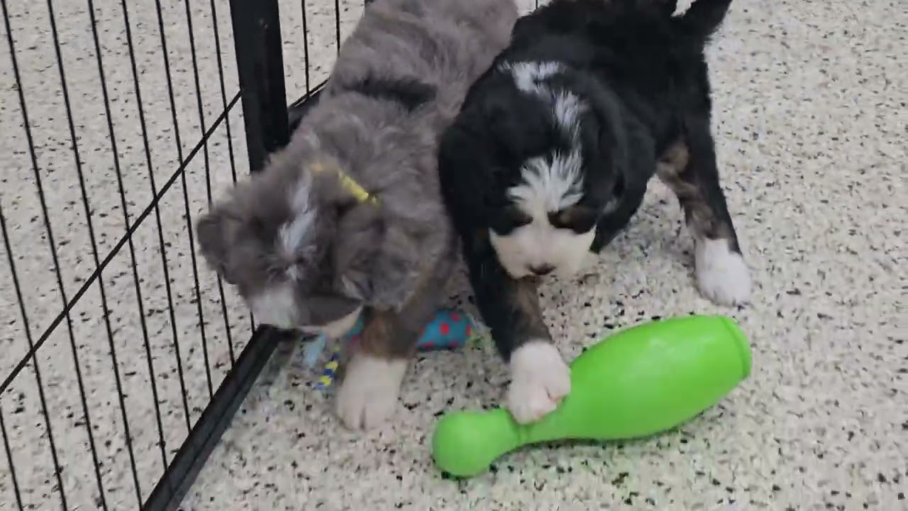 Cute Puppy Video Serenity Mini Bernedoodle Puppy 